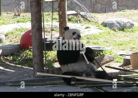 --DATEI--Pandas in Beijing Zoo, die Eröffnung nach 59-Tage-Abschaltung wieder startet, genießen Sie gemütliche Zeit, Peking, China, 23. März 2020. Touristen, die V wollen Stockfoto