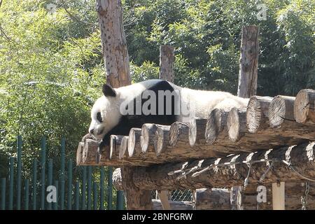 --DATEI--Pandas in Beijing Zoo, die Eröffnung nach 59-Tage-Abschaltung wieder startet, genießen Sie gemütliche Zeit, Peking, China, 23. März 2020. Touristen, die V wollen Stockfoto