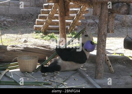 --DATEI--Pandas in Beijing Zoo, die Eröffnung nach 59-Tage-Abschaltung wieder startet, genießen Sie gemütliche Zeit, Peking, China, 23. März 2020. Touristen, die V wollen Stockfoto