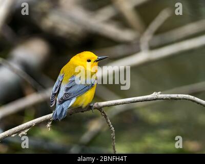 Protonotarsänger, Protonotaria citrea, ein neuer Weltsänger, im Laubholzsumpf von Ohio DNR Reserve Killbuck Marsh Stockfoto