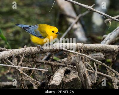 Protonotarsänger, Protonotaria citrea, ein neuer Weltsänger, im Laubholzsumpf von Ohio DNR Reserve Killbuck Marsh Stockfoto