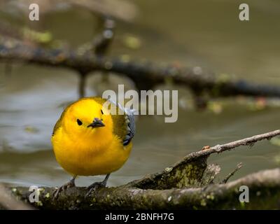 Protonotarsänger, Protonotaria citrea, ein neuer Weltsänger, im Laubholzsumpf von Ohio DNR Reserve Killbuck Marsh Stockfoto