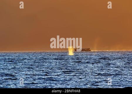 Fernansicht der Buckelwale, die bei Sonnenuntergang auf maui sprießen. Stockfoto