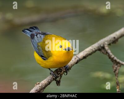 Protonotarsänger, Protonotaria citrea, ein neuer Weltsänger, im Laubholzsumpf von Ohio DNR Reserve Killbuck Marsh Stockfoto