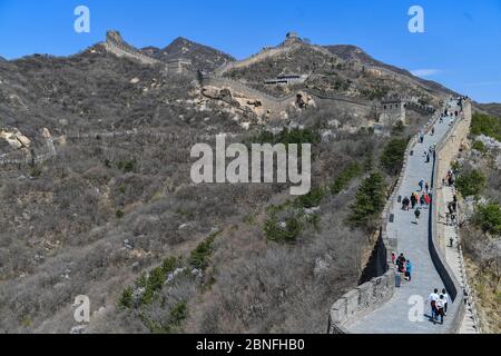 Die Aprikosenblüten blühen in den Bergen rund um die große Mauer von Badaling und ziehen viele Menschen zum Klettern und Genießen des Spri an Stockfoto