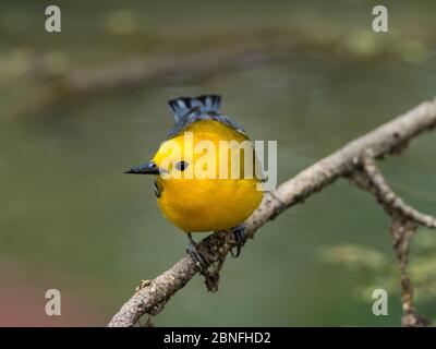 Protonotarsänger, Protonotaria citrea, ein neuer Weltsänger, im Laubholzsumpf von Ohio DNR Reserve Killbuck Marsh Stockfoto