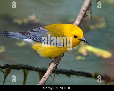 Protonotarsänger, Protonotaria citrea, ein neuer Weltsänger, im Laubholzsumpf von Ohio DNR Reserve Killbuck Marsh Stockfoto
