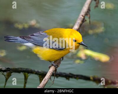 Protonotarsänger, Protonotaria citrea, ein neuer Weltsänger, im Laubholzsumpf von Ohio DNR Reserve Killbuck Marsh Stockfoto