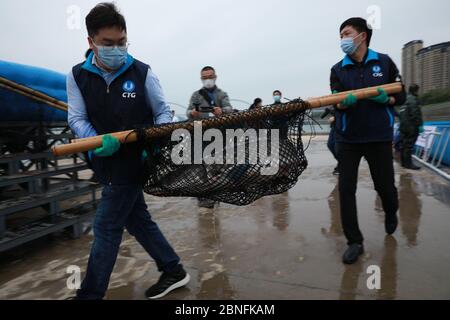 Während einer Veranstaltung am Yangtze River werden insgesamt 10,000 chinesische Störe ins Wasser entlassen. Dies ist die 62. Veröffentlichung des chinesischen Stu Stockfoto