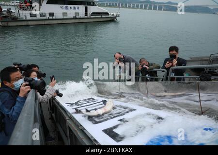 Während einer Veranstaltung am Yangtze River werden insgesamt 10,000 chinesische Störe ins Wasser entlassen. Dies ist die 62. Veröffentlichung des chinesischen Stu Stockfoto