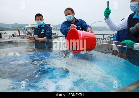 Während einer Veranstaltung am Yangtze River werden insgesamt 10,000 chinesische Störe ins Wasser entlassen. Dies ist die 62. Veröffentlichung des chinesischen Stu Stockfoto