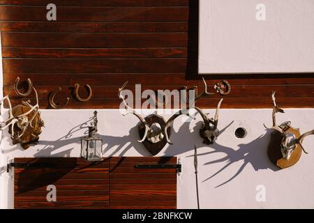 An der Wand hängen Hirschhörner. Drei Geweihpaare und eine Ziege hängen an einer weißen Steinwand mit Metallhufeisen. Stockfoto