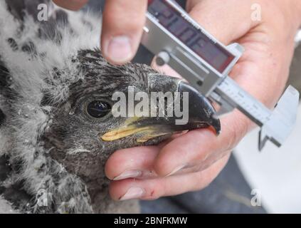 13. Mai 2020, Brandenburg, Sauen: Silvio Herold vom Arbeitskreis Wanderfalkenschutz e.V. misst die Schnabellänge eines jungen Seeadlers (Haliaeetus albicilla) im Sauener Wald. Am selben Tag wurde der Nachwuchs in einem Nest des Seeadlers beringt. Die beiden Freiwilligen Silvio Herold und Winfried Nachtigall vom Arbeitskreis Wanderfalkenschutz e.V. (AWS) holten ein junges Seeadlerküken aus dem Nest auf einer Kiefernspitze. Das Tier wurde gemessen, gewogen und mit je zwei Ringen versehen. Während dieser Zeit kreisten die Elternvögel über dem Waldgebiet Stockfoto