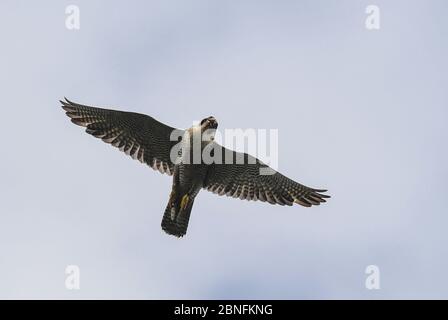 13. Mai 2020, Brandenburg, Sauen: Ein Wanderfalke (Falco peregrinus) fliegt am Himmel über dem Sauener Wald. Am selben Tag wurde der Nachwuchs in einem Nest von Wanderfalken beringt. Die beiden Freiwilligen Silvio Herold und Winfried Nachtigall vom Arbeitskreis Wanderfalkenschutz e.V. (AWS) nahmen drei Küken aus dem Nest auf einer mächtigen Kiefer. Die 26 Tage alten jungen Wanderfalken wurden gemessen, gewogen und mit je zwei Ringen versehen. Während dieser Zeit kreisten die Elternvögel über dem Waldgebiet. Nach 20 Minuten wurden die drei Vögel sicher in ihr Nest zurückgebracht. Foto: Pat Stockfoto