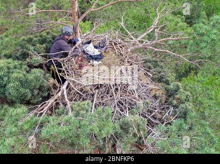 13. Mai 2020, Brandenburg, Sauen: Winfried Nachtigall vom Arbeitskreis Wanderfalkenschutz e.V. fotografiert mit einem Smartphone ein Seeadlerküken (Haliaeetus albicilla), das auf der Spitze einer Kiefer im Sauener Wald brütet. Am selben Tag wurde der Nachwuchs in einem Aerie von Seeadlern beringt. Die beiden Freiwilligen Silvio Herold und Winfried Nachtigall vom Arbeitskreis Wanderfalkenschutz e.V. (AWS) holten ein junges Seeadlerküken aus dem Nest auf einer Kiefernspitze. Das Tier wurde gemessen, gewogen und mit je zwei Ringen versehen. Während dieser Zeit die Elternvögel CI Stockfoto