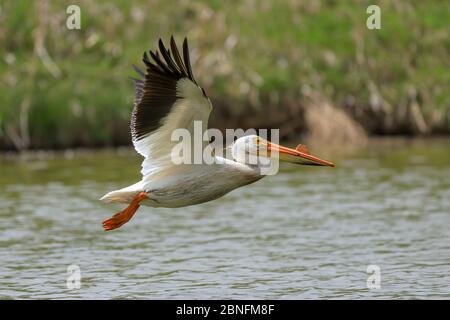 Amerikanischer Pelikan fliegt über einen Teich Stockfoto