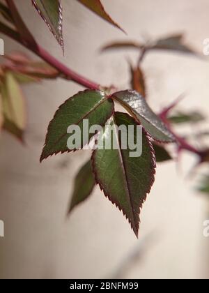 Vertikale Aufnahme von grünen Blättern mit roten Rändern Stockfoto