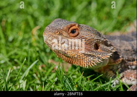 Nahaufnahme eines männlichen bärtigen Drachen Stockfoto