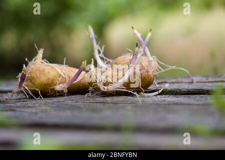 Gesprenkelte Kartoffeln auf grauem Holztisch, dunkelgrüner Hintergrund Stockfoto