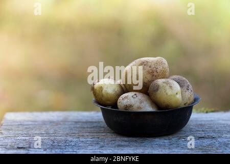 Frische Bio-Kartoffeln in einer Schüssel über hellem Hintergrund Stockfoto