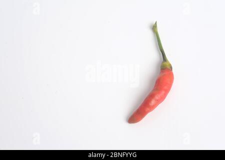 Chili PADI, Bird's Eye Chili, Bird Chili, Thai Pfeffer oder Capsicum annuum Stockfoto