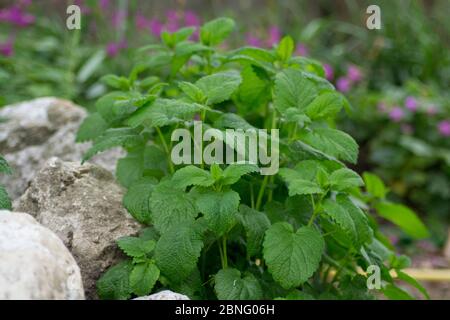 Melissa officinalis oder Zitronenmelisse grüne Blätter im Garten, tagsüber, im Freien Pflanzen kultivieren, essbare Kräuter Stockfoto