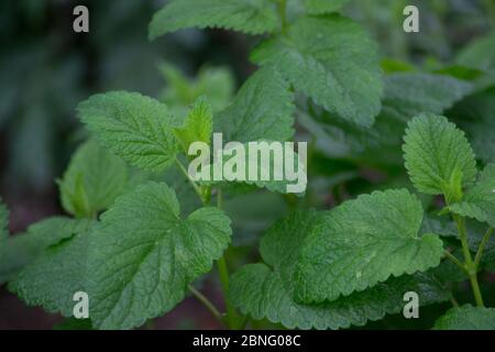 Melissa officinalis oder Zitronenmelisse grüne Blätter im Garten, tagsüber, im Freien Pflanzen kultivieren, essbare Kräuter Stockfoto