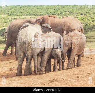 Elefantenkälber am Hapoor Dam im Addo Elephant National Park, Südafrika. Stockfoto