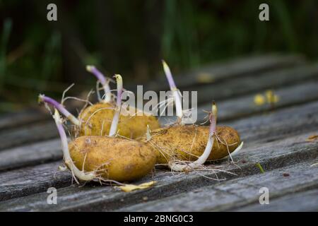 Gesprenkelte Kartoffeln auf grauem Holztisch, dunkelgrüner Hintergrund Stockfoto