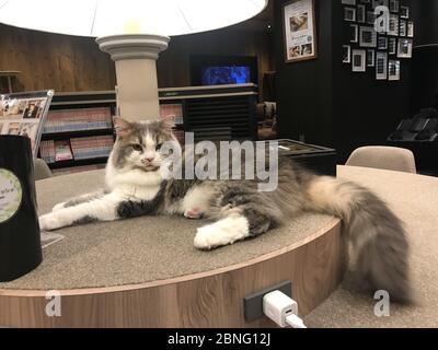 Eine Katze, die auf einer Tischplatte im Katzencafe Mocha in shibuya, tokio sitzt. Stockfoto