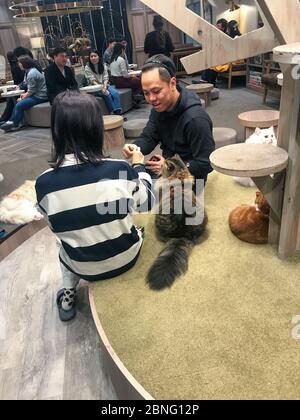 Ein Paar streicheln Katzen im Katzencafe Mocha in shibuya, tokio. Stockfoto