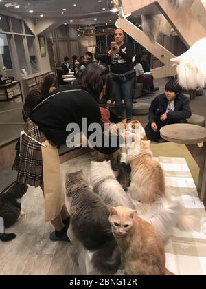 Menschen streicheln und fotografieren Katzen im Katzencafe Mocha in shibuya, tokio. Stockfoto