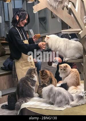 Eine Frau füttert Katzen im Katzencafe Mocha in shibuya, tokio. Stockfoto