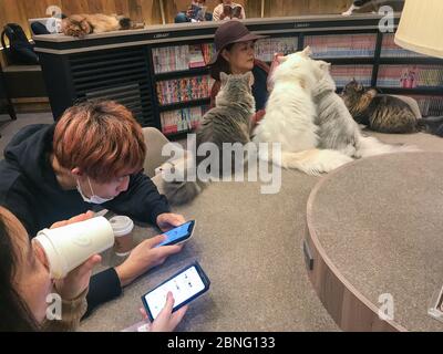 CAT Cafe Mocha in shibuya, tokio. Stockfoto