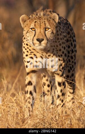 Ein männlicher Erwachsener Geparden warmes Lichtportrait in der Trockenzeit Südafrika Stockfoto