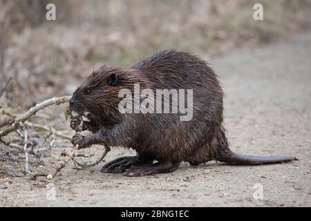 Biber, der im Naturschutzgebiet Balsampappel (Populus balsamifera) mit Pfoten und Mund aufsammelt, auf Hinterfüßen stehend und mit dem Schwanz für das Gleichgewicht steht Stockfoto