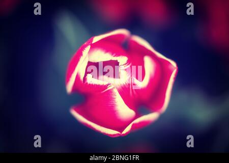 Selektiver Fokus von roter Tulpe mit weißen Kanten Stockfoto