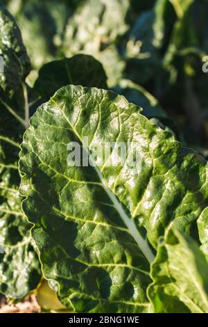 Vertikale Nahaufnahme eines Blattes des Collards in a Garten an einem sonnigen Tag festgehalten Stockfoto