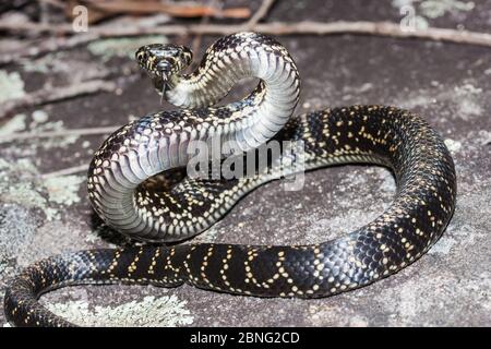 Breitkopfschlange in Schlagposition Stockfoto