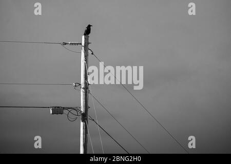 Taos, New Mexico - EIN Solo-Vogel, Krähe auf der Spitze der Stange thront Stockfoto