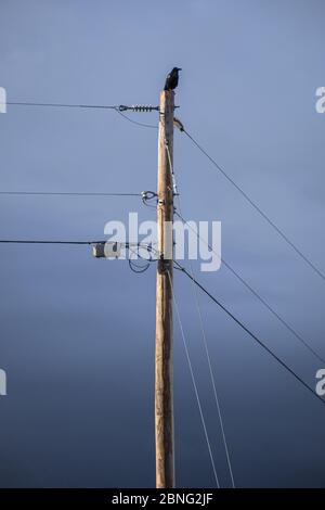 Taos, New Mexico - EIN Solo-Vogel, Krähe auf der Spitze der Stange thront Stockfoto