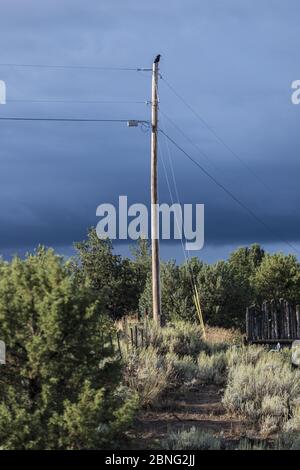 Taos, New Mexico - EIN Solo-Vogel, Krähe auf der Spitze der Stange thront Stockfoto