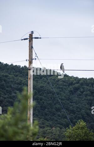 Taos, New Mexico - EIN Solo-Vogel, Krähe auf der Spitze der Stange thront Stockfoto