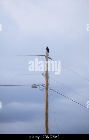 Taos, New Mexico - EIN Solo-Vogel, Krähe auf der Spitze der Stange thront Stockfoto