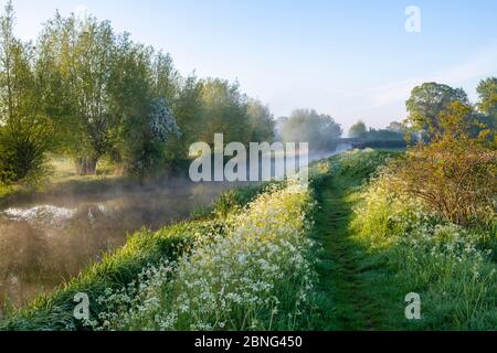 Nebel auf dem oxford Kanal am frühen Morgen im Frühjahr. Somerton, Oxfordshire, England Stockfoto