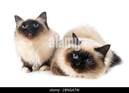 birman Katzen vor weißem Hintergrund Stockfoto