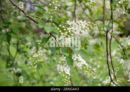Nahaufnahme von wunderschönen weißen Knospen und Blüten auf einem kanadischen roten Kirschbaum, mit blauem Himmel Hintergrund und Kopierraum Stockfoto