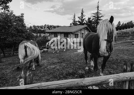 Schöne Aufnahme von Pferden und ein Haus im Hintergrund In schwarz-weißen Farben Stockfoto