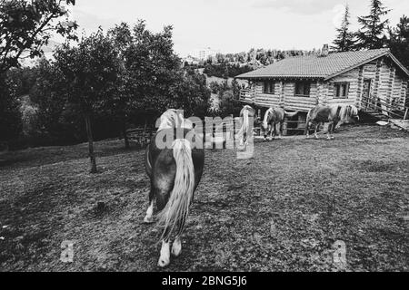 Gruppe von Pferden umgeben von einem Holzzaun bei einem Farm in schwarz und weiß Stockfoto