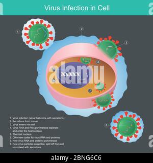 Virusinfektion in der Zelle. Illustration Erklären Virus aus menschlichen Sekreten Infektion tritt in Zelle und Kern. Stock Vektor
